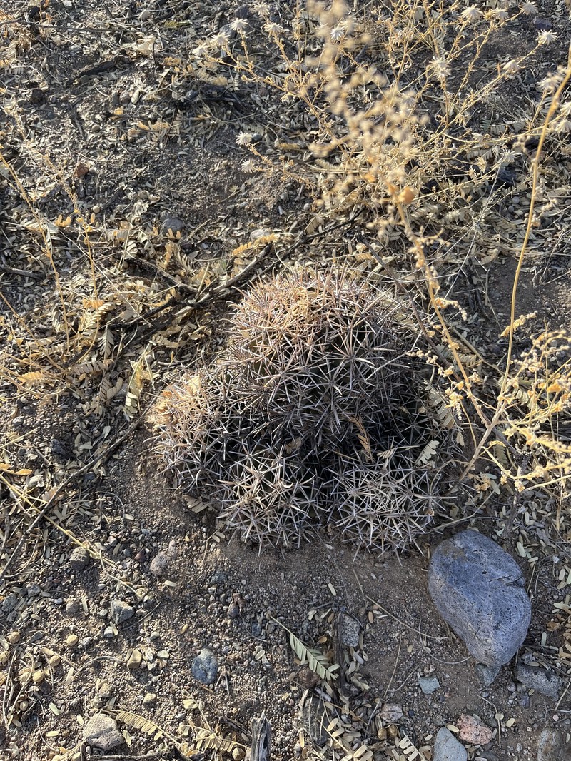 Coryphantha robustispina subsp. robustispina photo 6