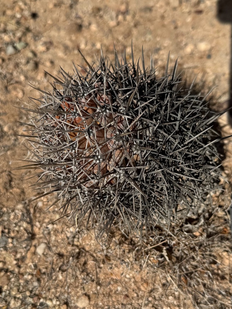 Coryphantha robustispina subsp. robustispina photo 7