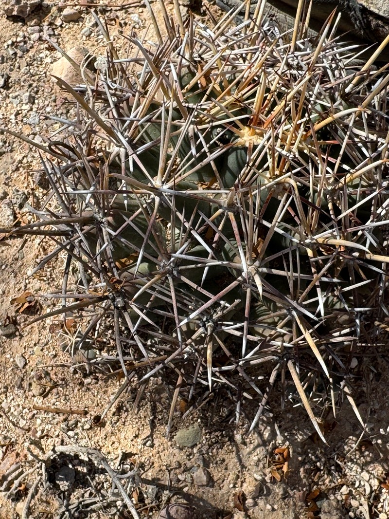 Coryphantha robustispina subsp. robustispina photo 8
