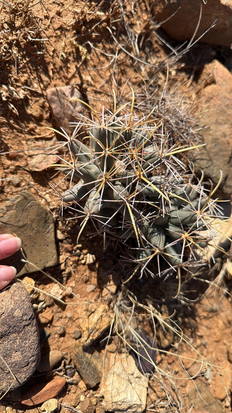 Coryphantha robustispina subsp. scheeri