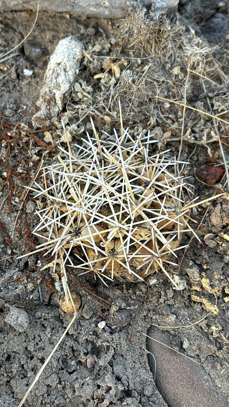 Coryphantha robustispina subsp. scheeri photo 2