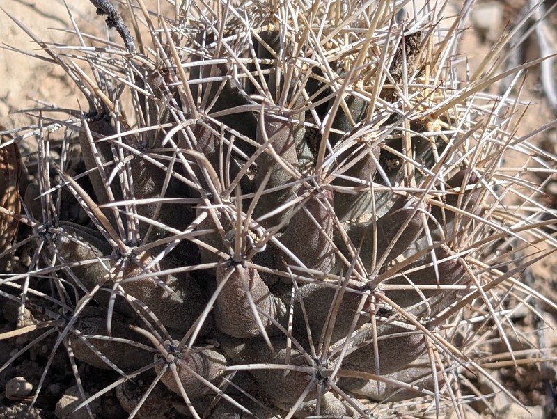 Coryphantha robustispina subsp. scheeri photo 3