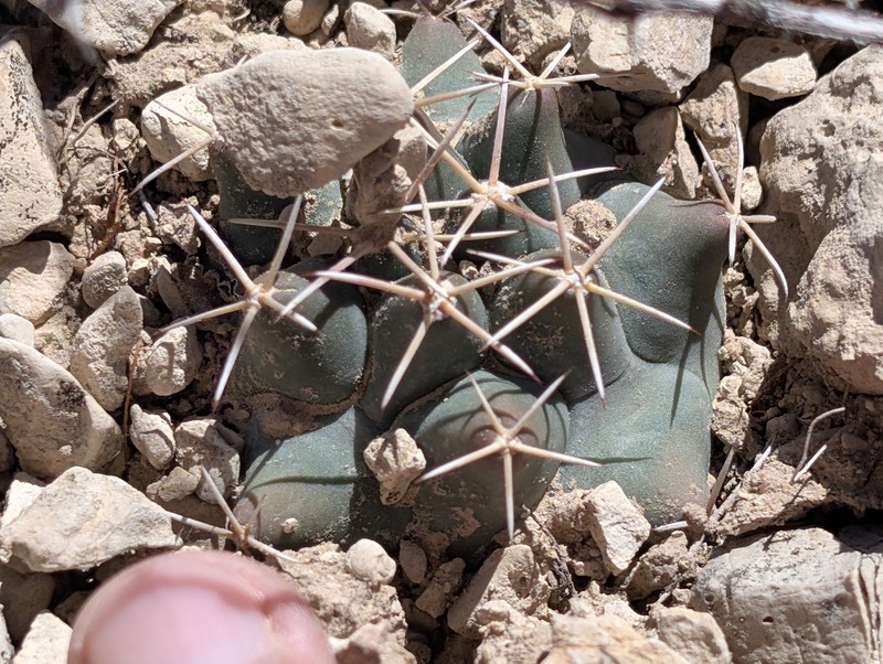 Coryphantha robustispina subsp. scheeri photo 4