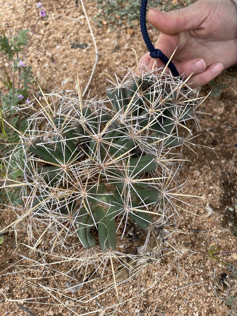 Coryphantha robustispina subsp. scheeri photo 5
