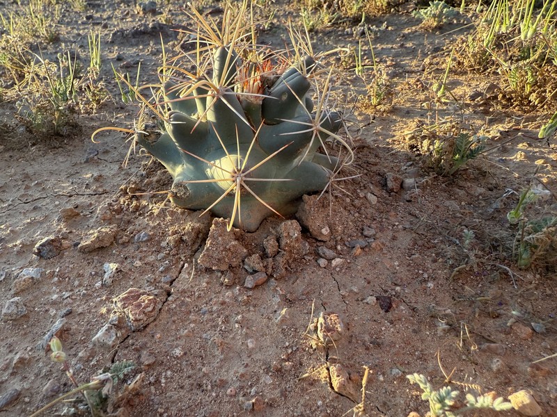 Coryphantha robustispina subsp. scheeri photo 6