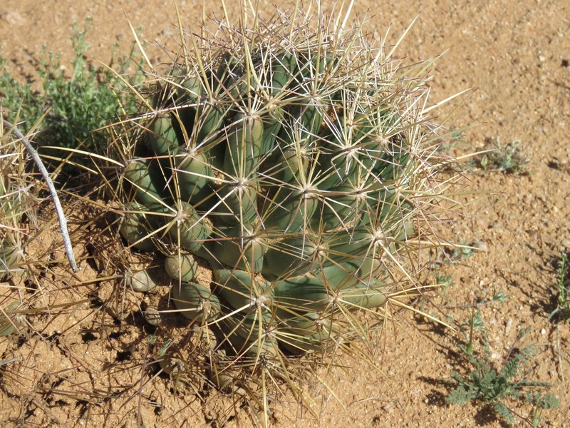 Coryphantha robustispina subsp. scheeri photo 7