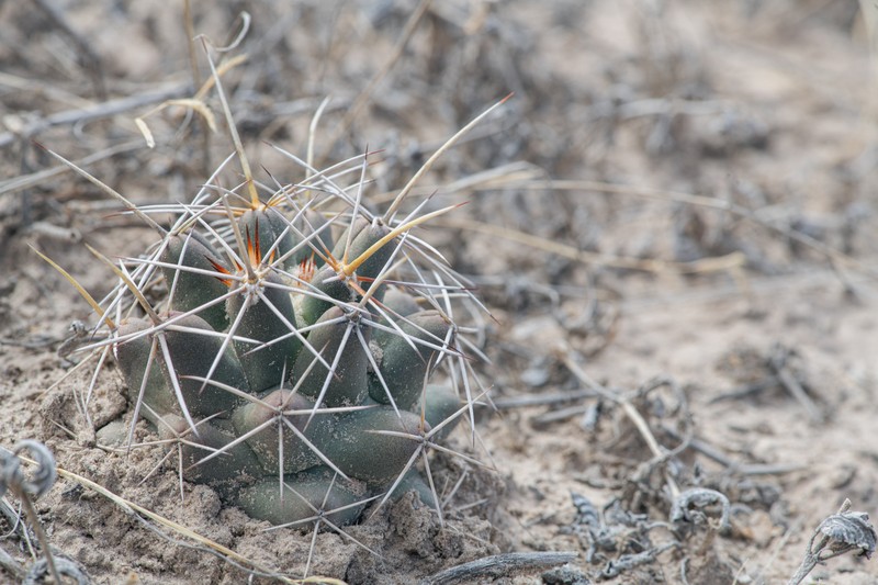 Coryphantha robustispina subsp. scheeri photo 8
