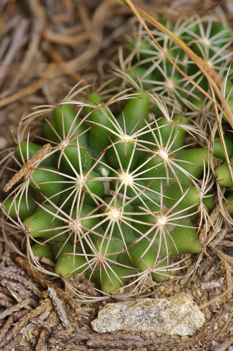Pineapple Cactus photo 2