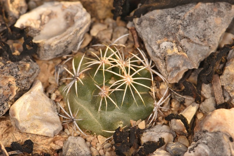 Pineapple Cactus photo 3