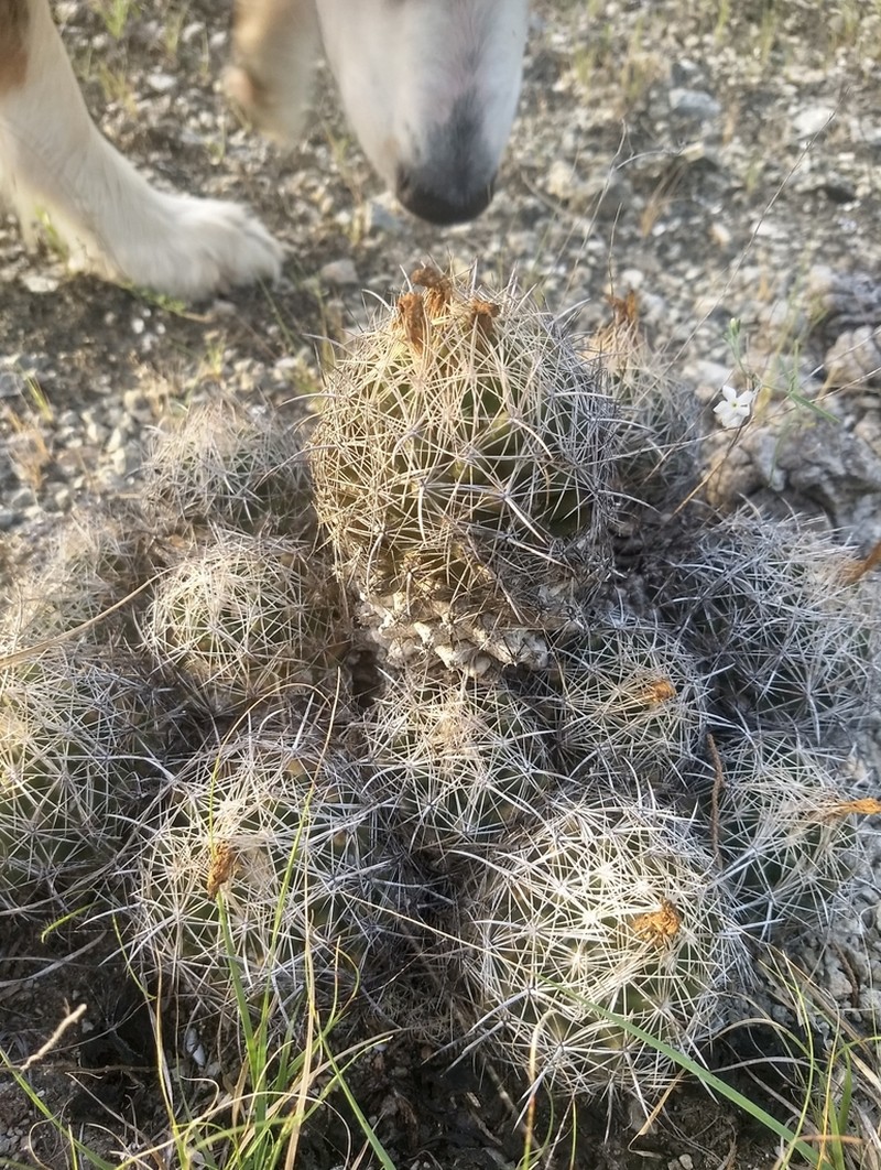 Pineapple Cactus photo 5