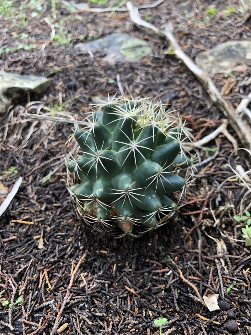 Pineapple Cactus photo 6