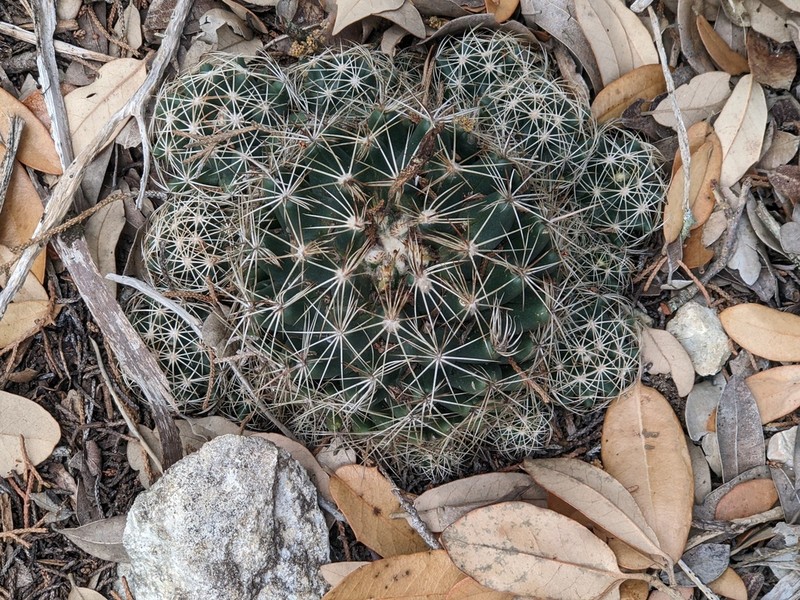 Pineapple Cactus photo 8