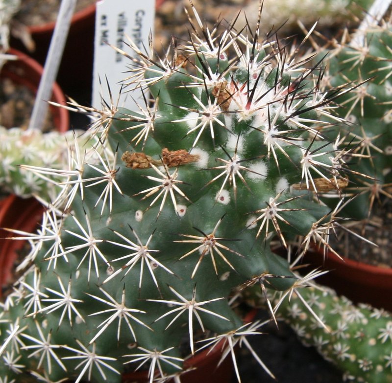 Coryphantha villarensis