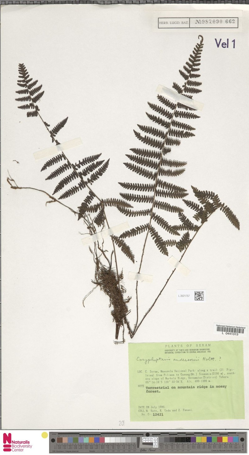 Coryphopteris andersonii