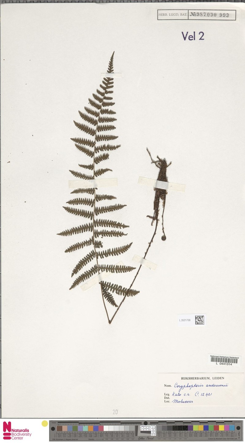 Coryphopteris andersonii photo 2