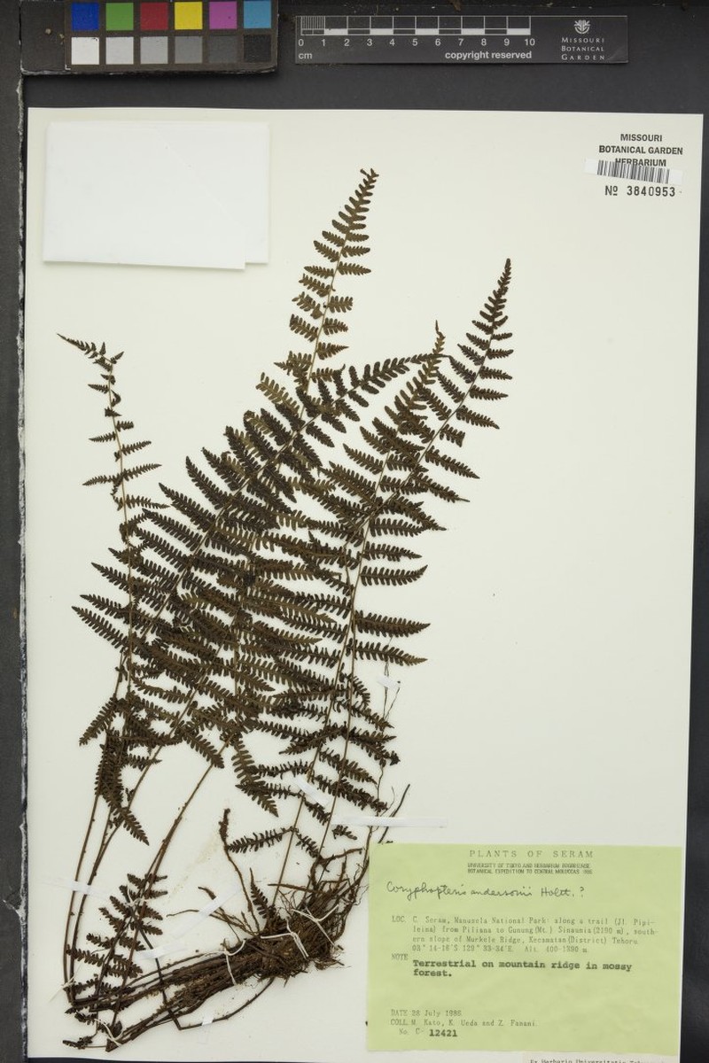 Coryphopteris andersonii photo 3