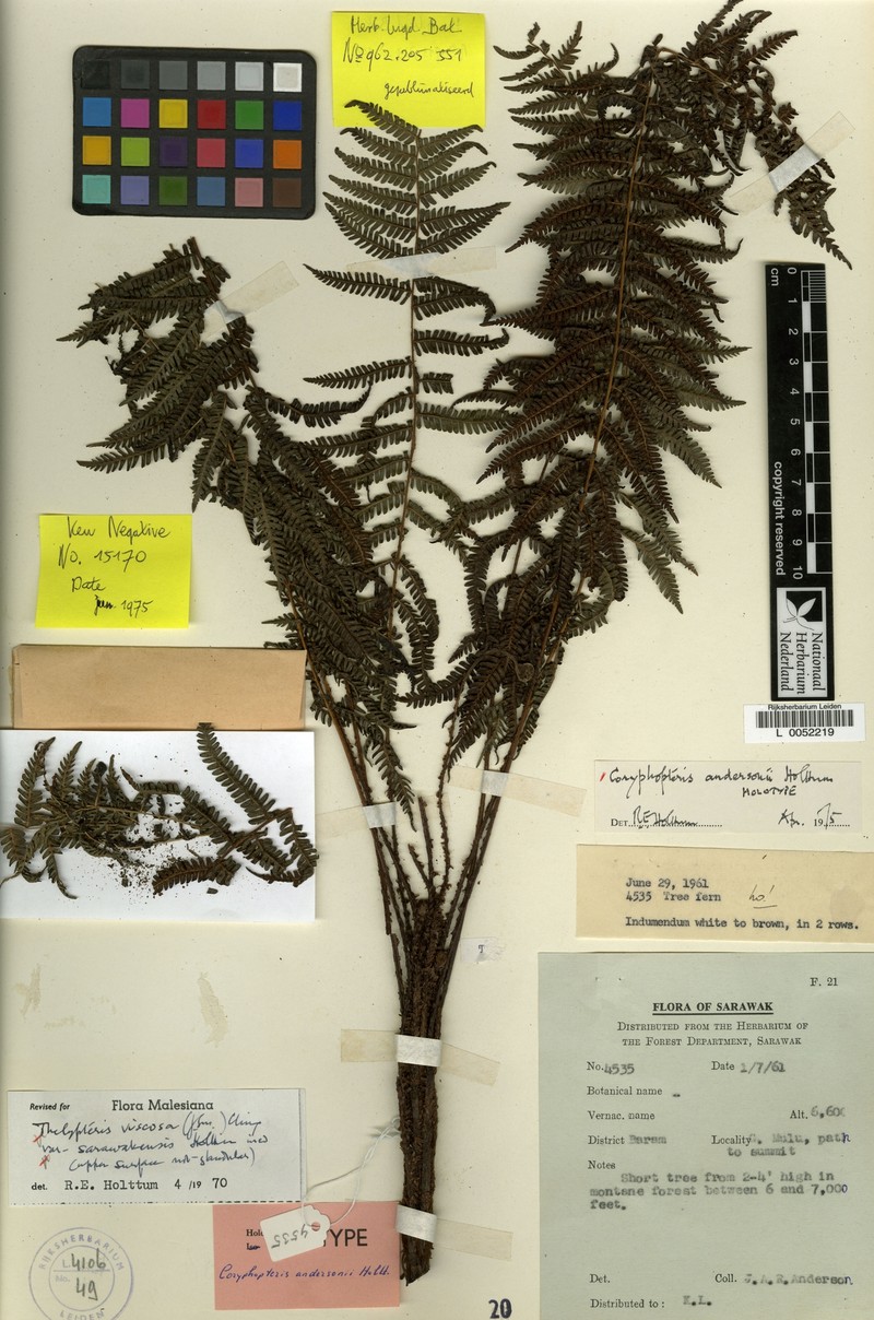 Coryphopteris andersonii photo 4