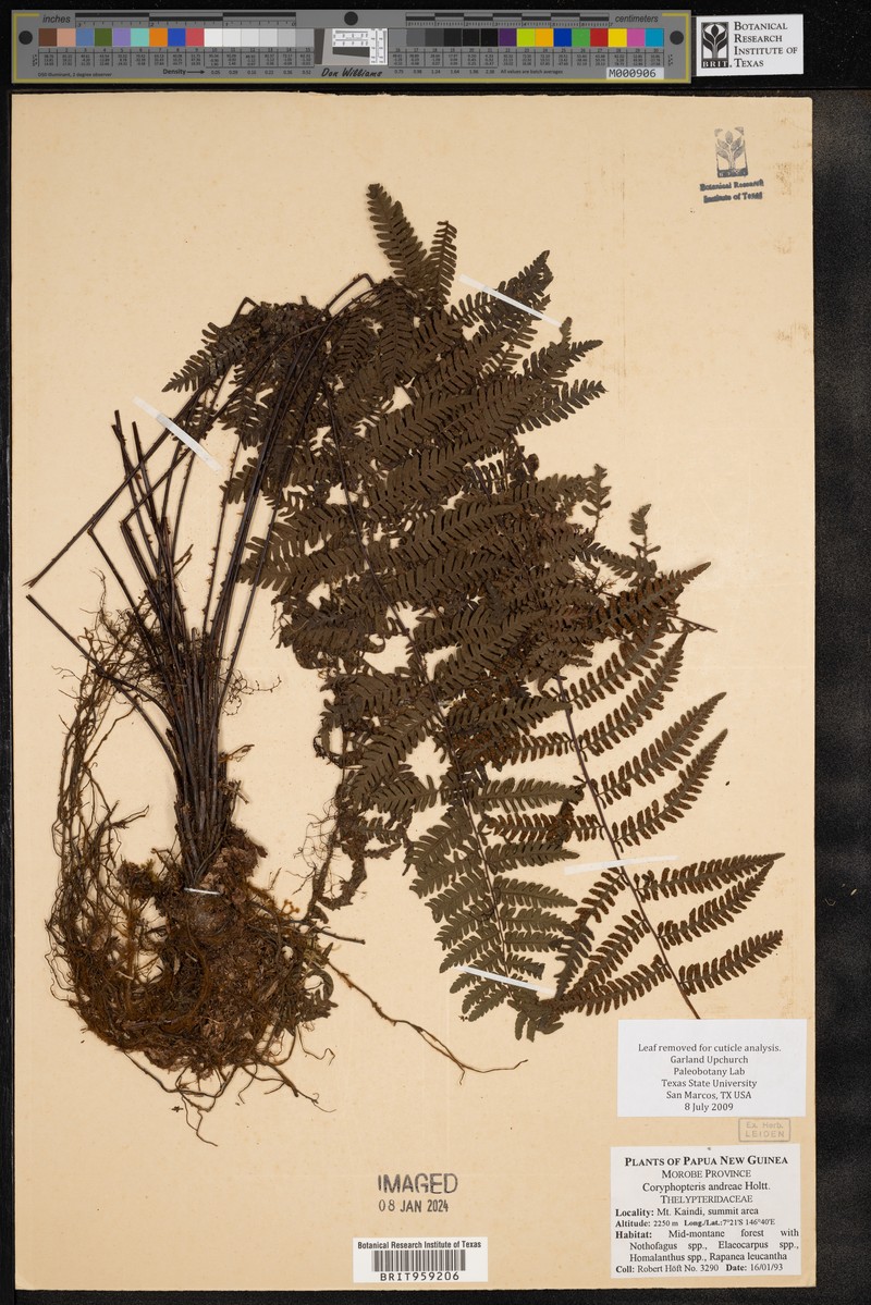 Coryphopteris andreae