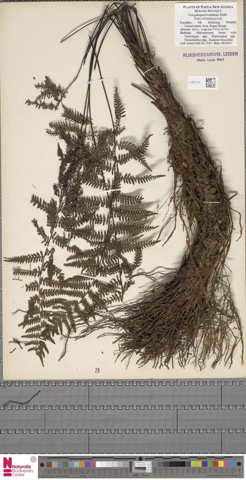 Coryphopteris andreae photo 2