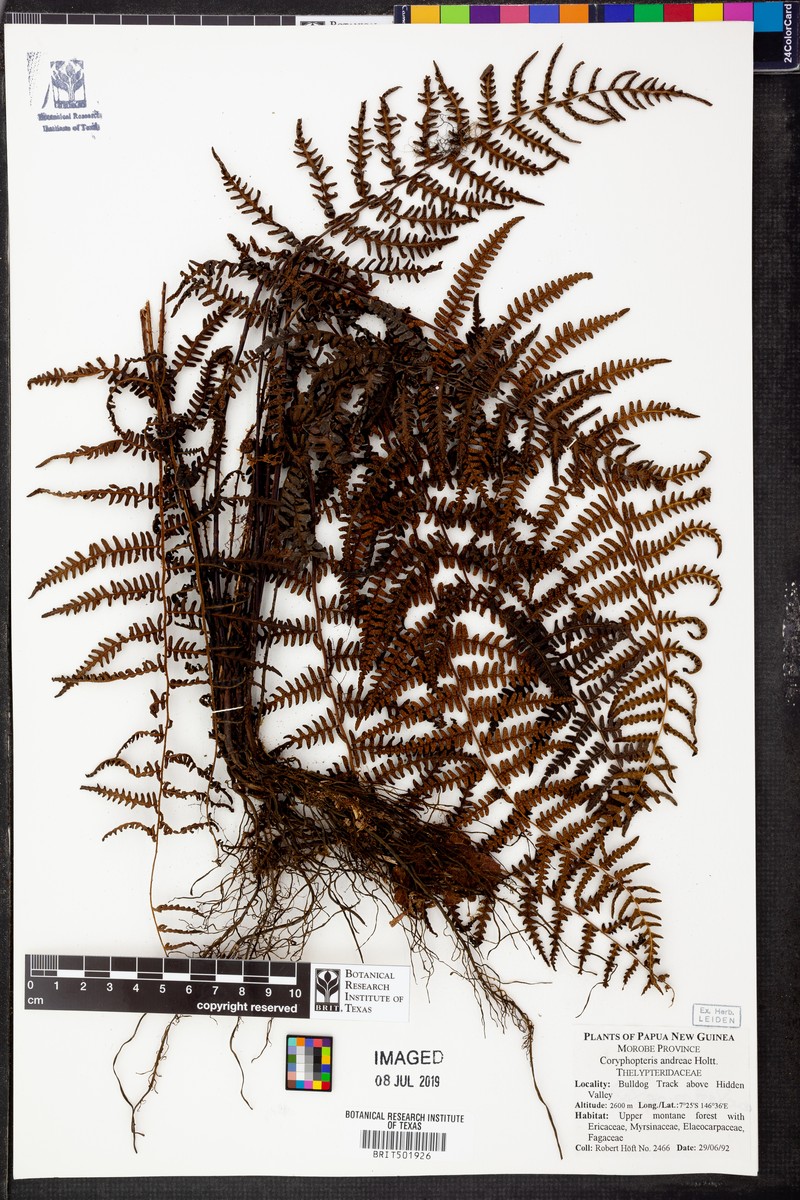 Coryphopteris andreae photo 3