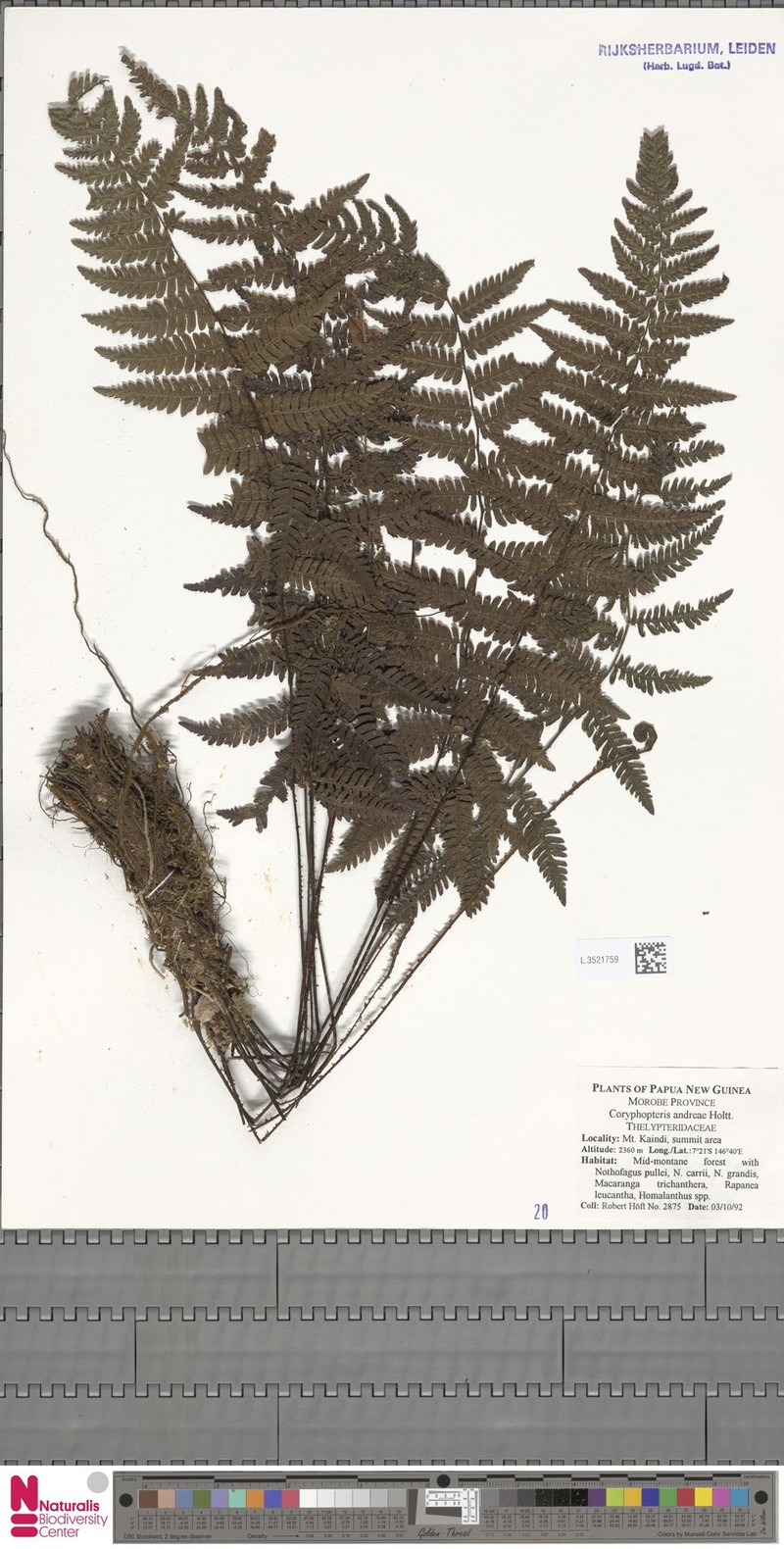 Coryphopteris andreae photo 4