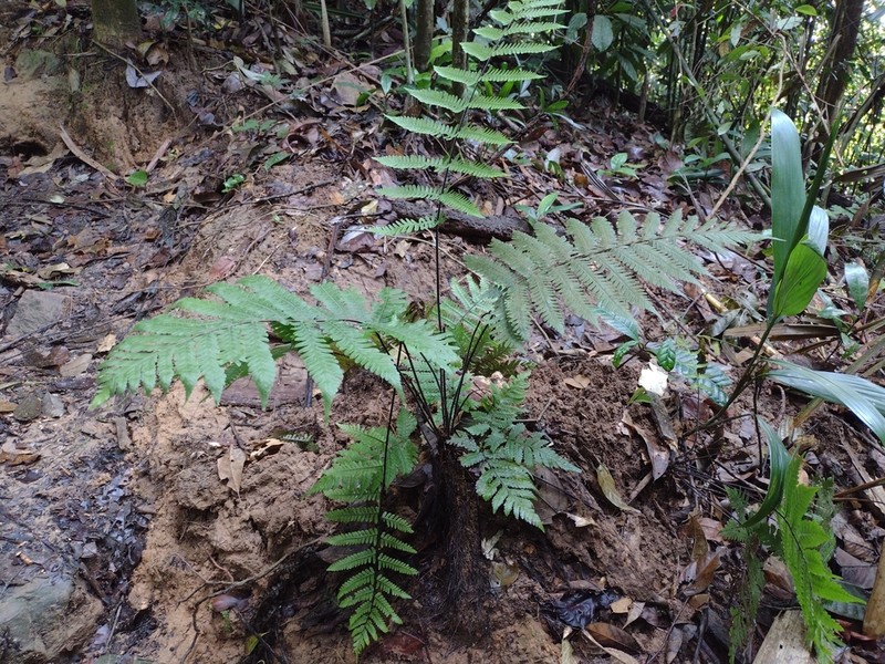 Coryphopteris arthrotricha photo 2