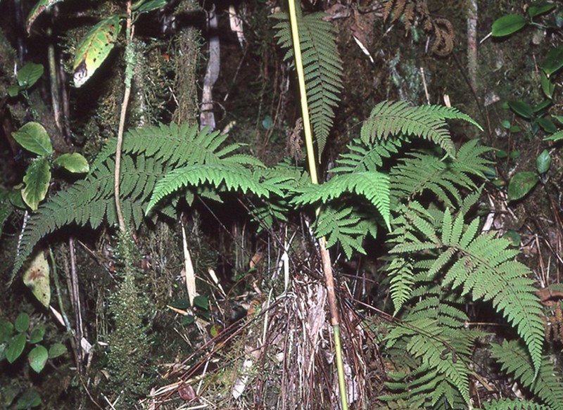Coryphopteris arthrotricha photo 3