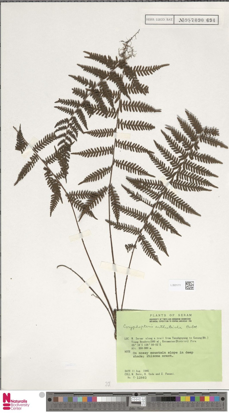 Coryphopteris arthrotricha photo 4