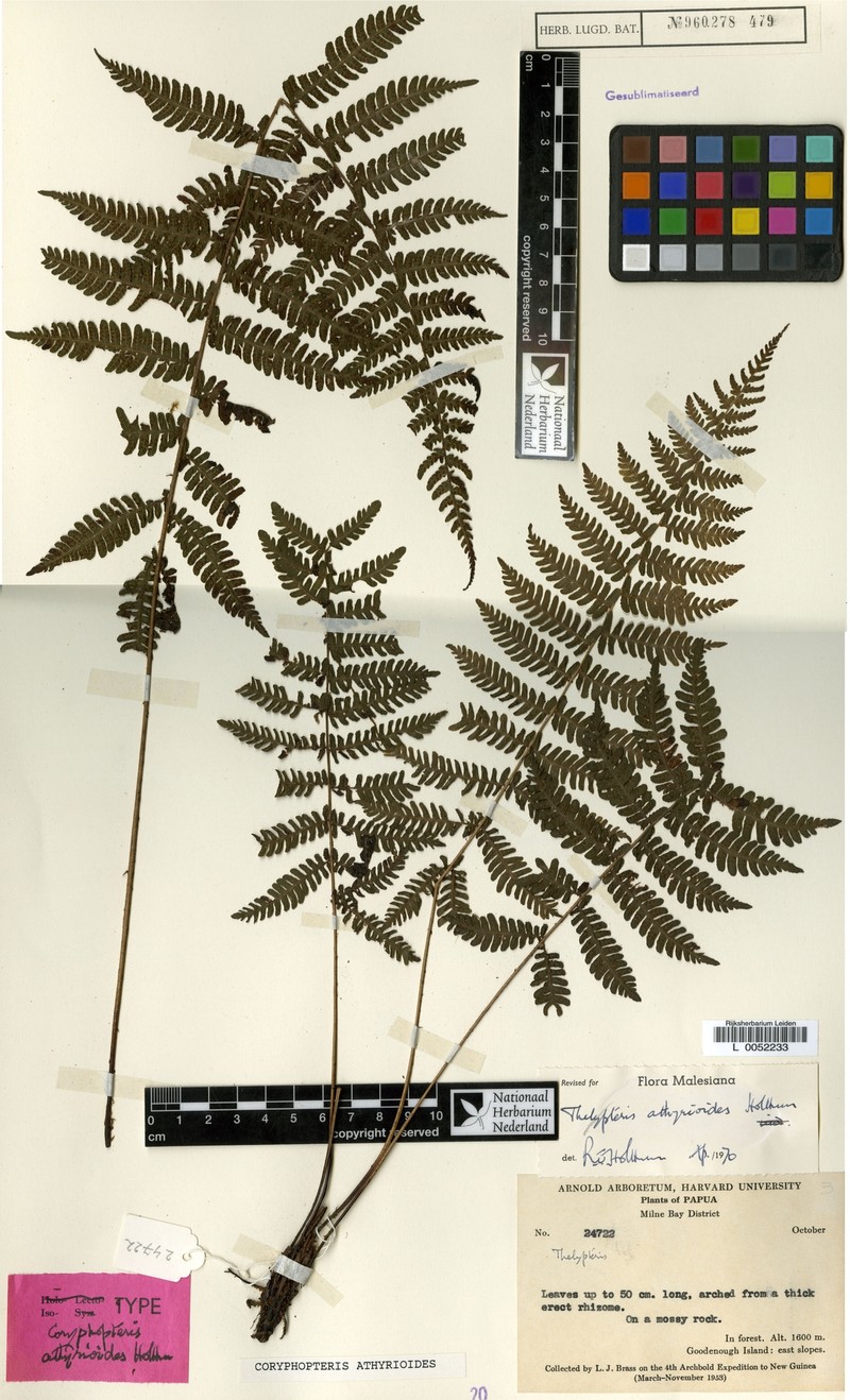 Coryphopteris athyrioides