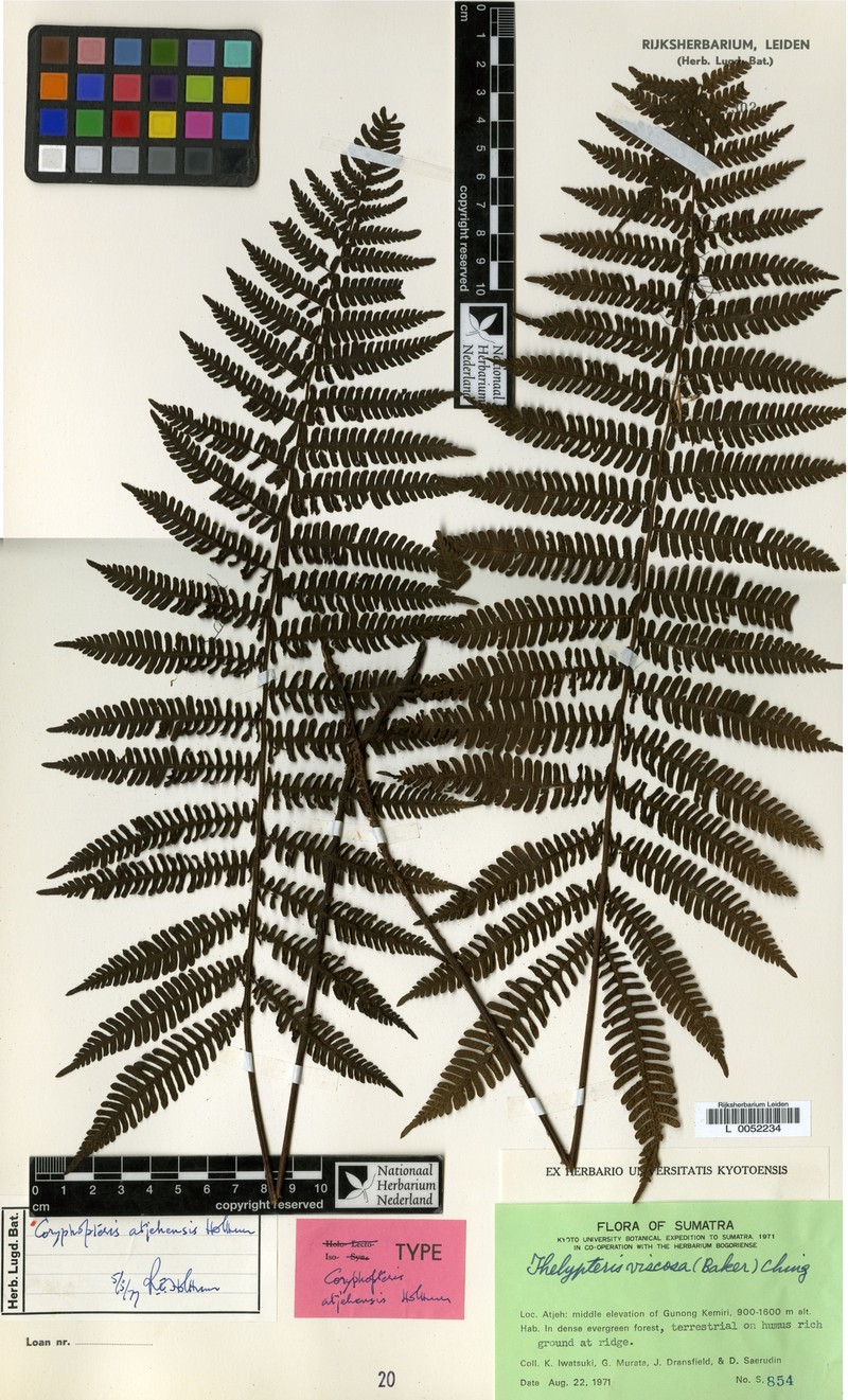 Coryphopteris atjehensis photo 2