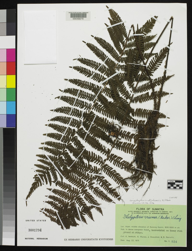 Coryphopteris atjehensis