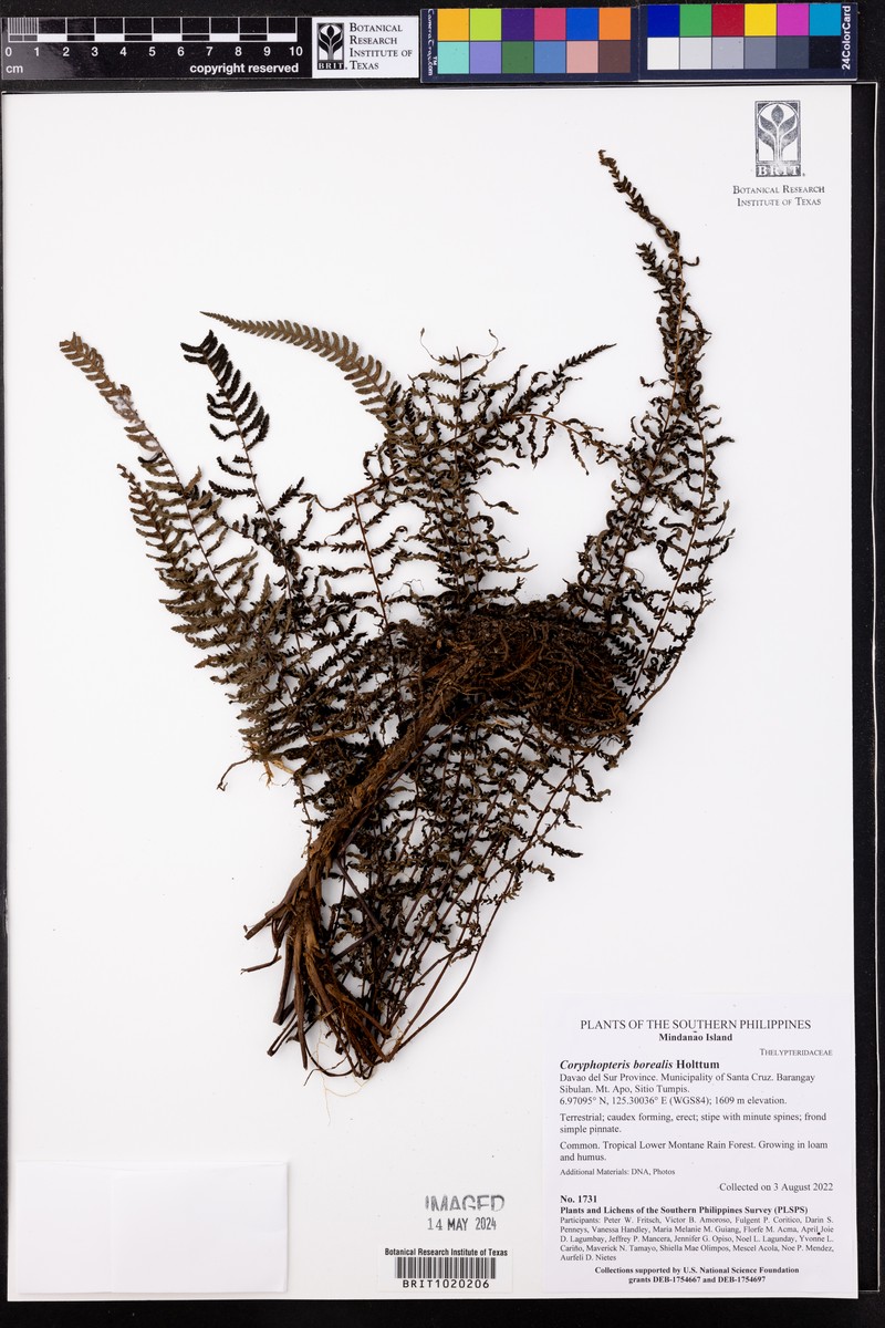 Coryphopteris borealis
