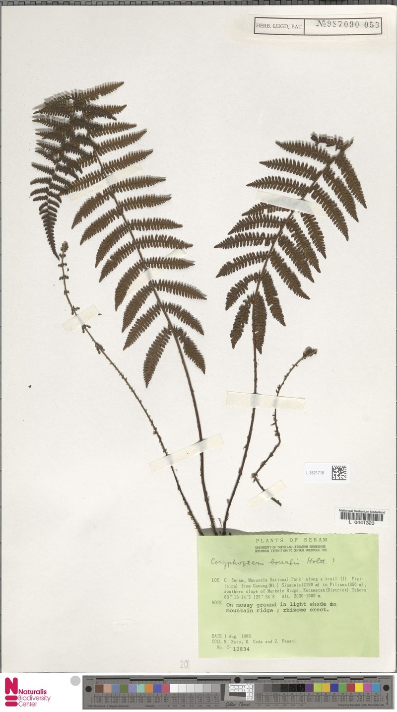 Coryphopteris borealis photo 2