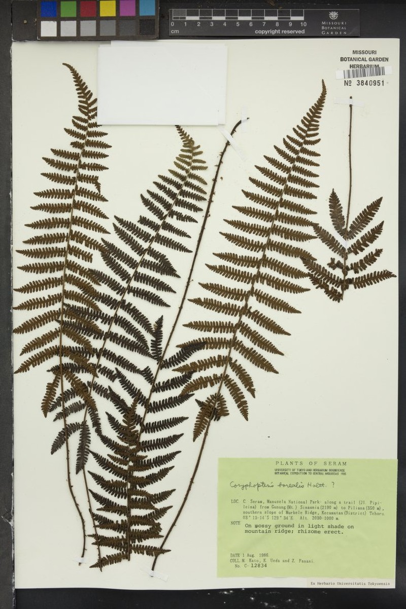 Coryphopteris borealis photo 3
