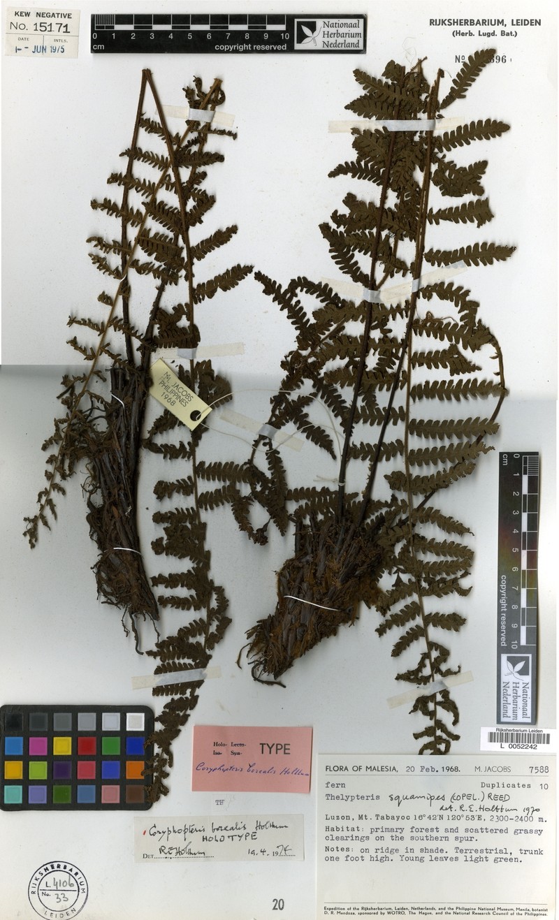 Coryphopteris borealis photo 4