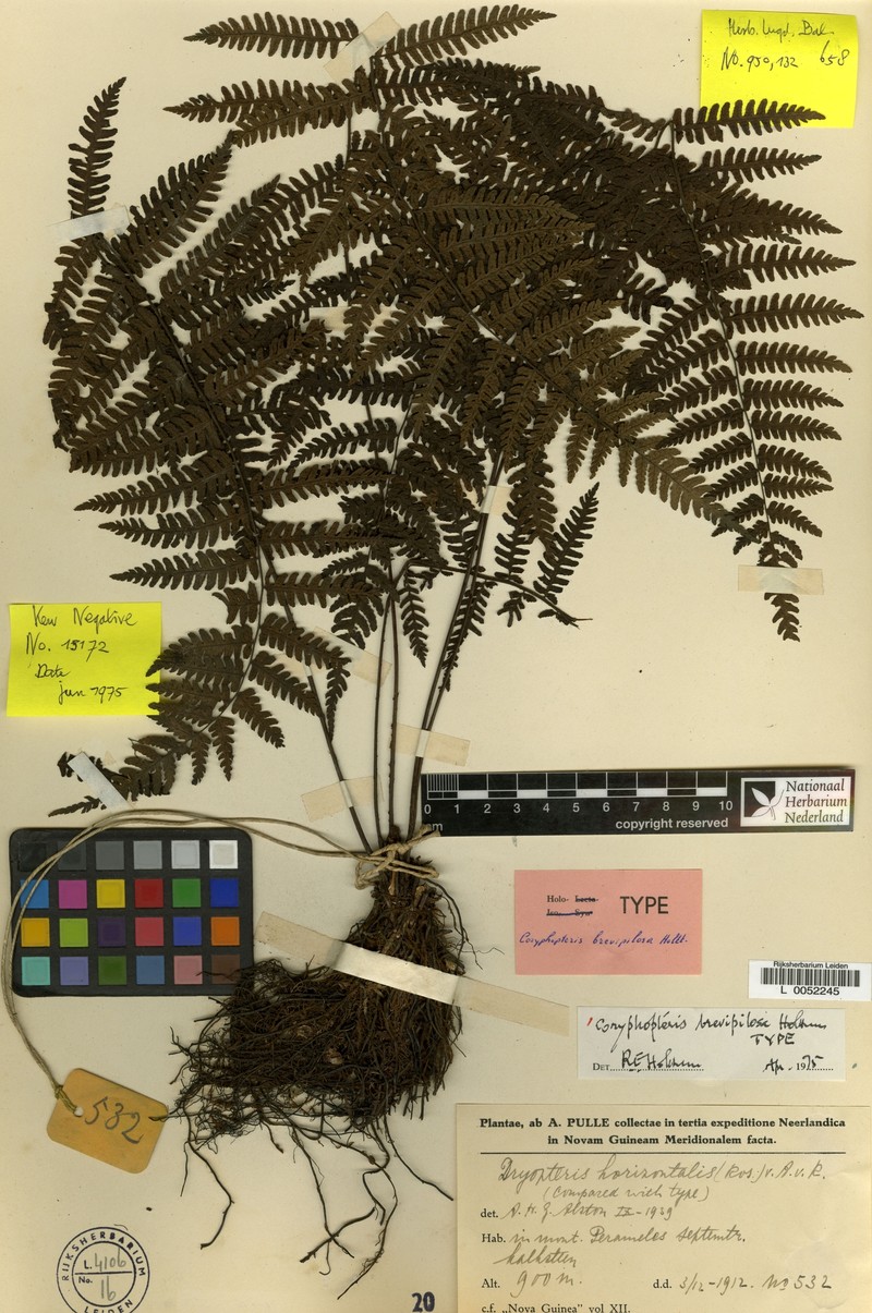 Coryphopteris brevipilosa