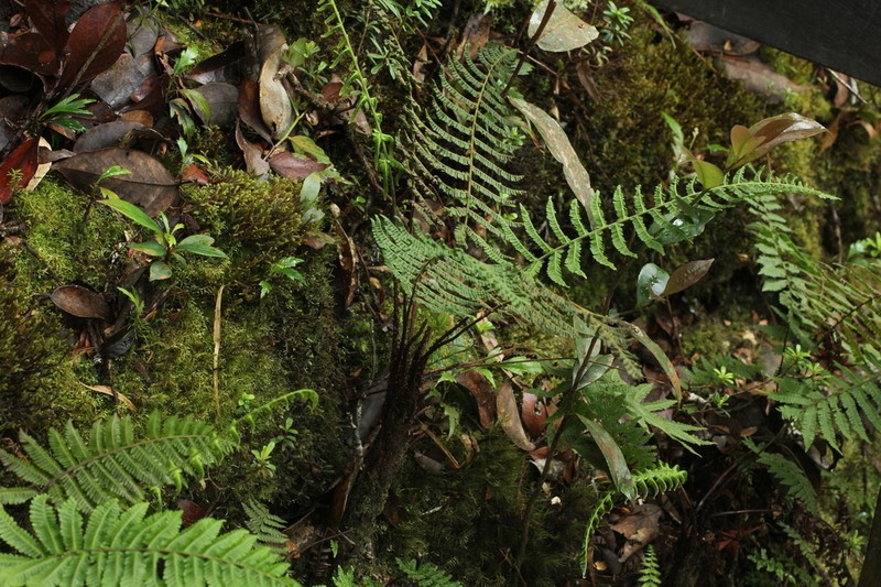 Coryphopteris gymnopoda photo 2