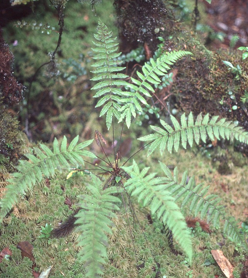 Coryphopteris gymnopoda photo 3
