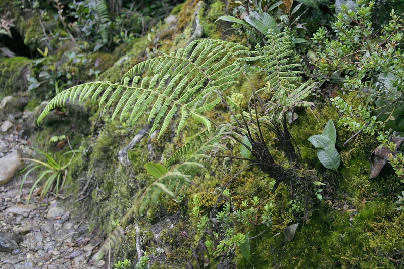 Coryphopteris gymnopoda photo 5