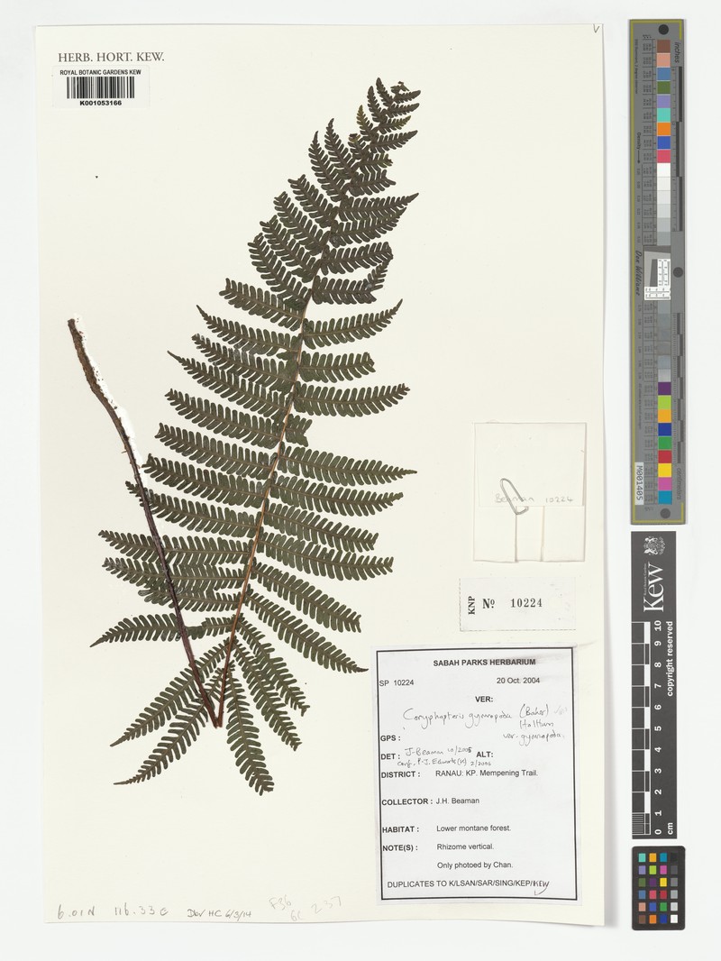 Coryphopteris gymnopoda photo 6