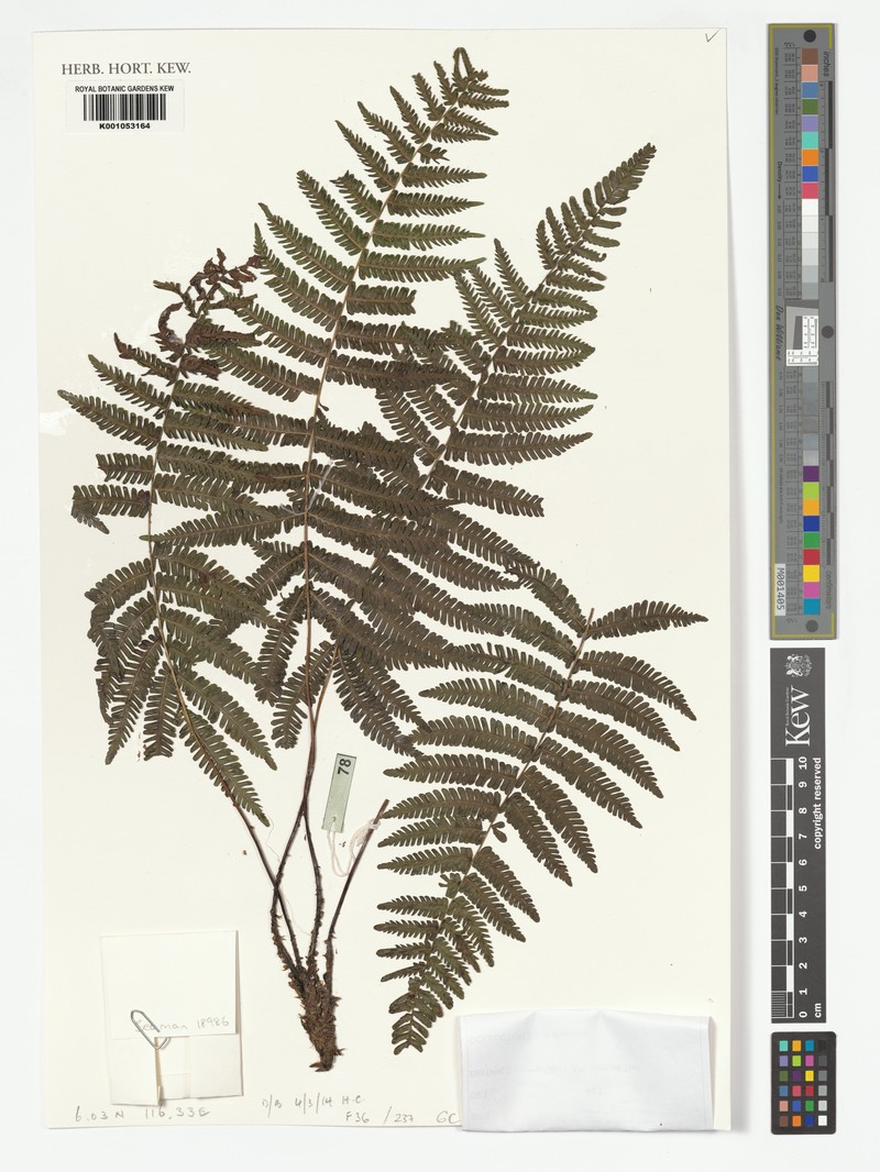 Coryphopteris gymnopoda photo 7