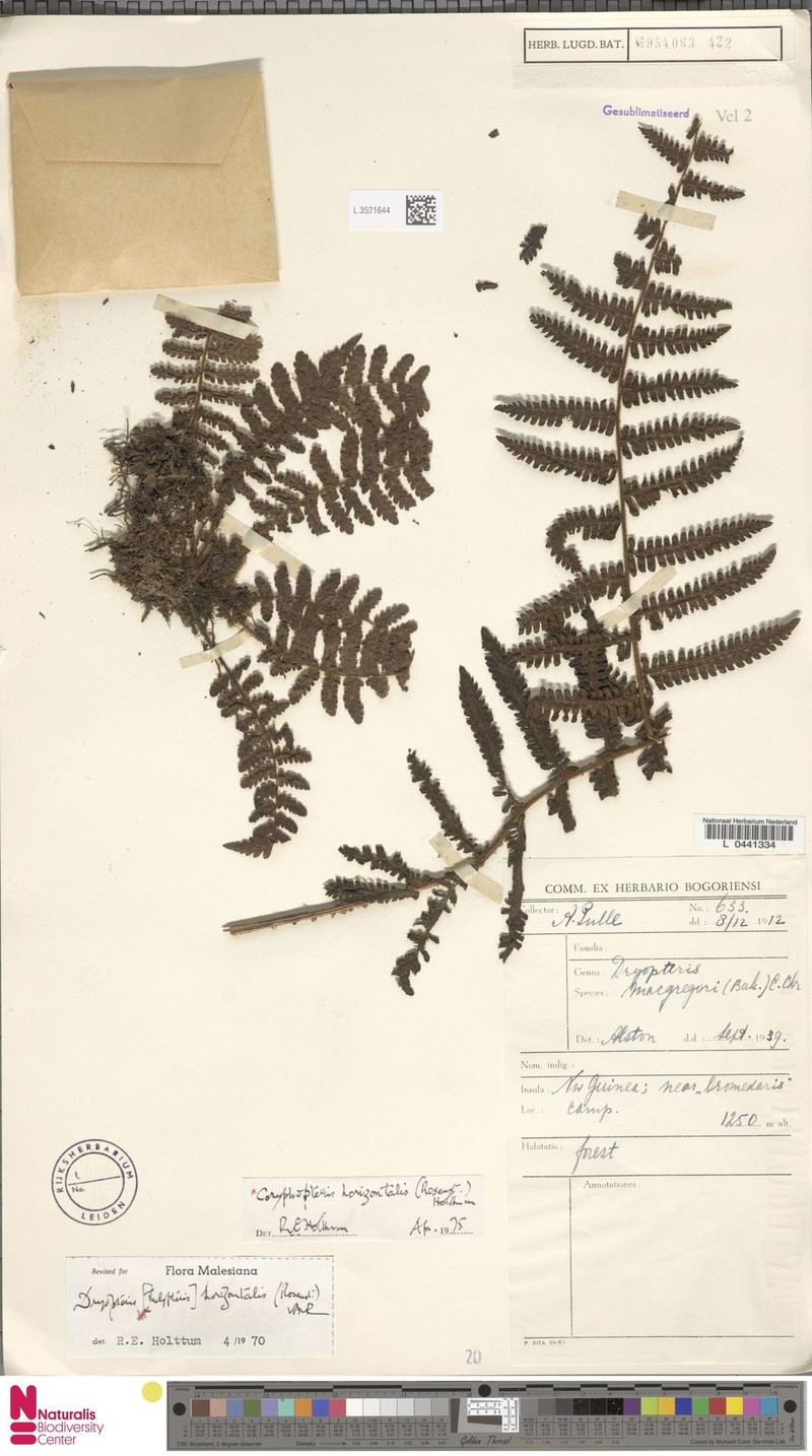 Coryphopteris horizontalis