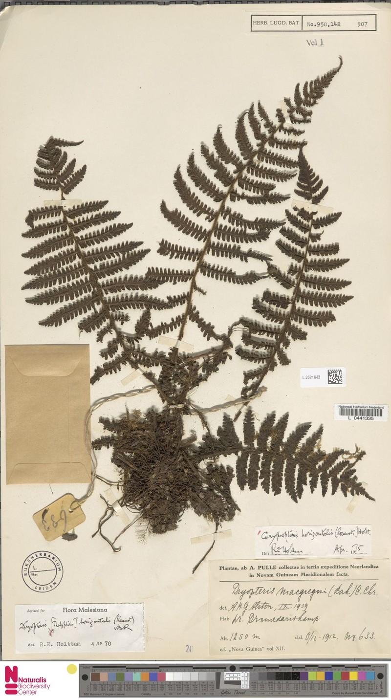 Coryphopteris horizontalis photo 2