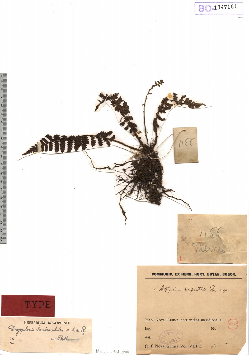 Coryphopteris horizontalis photo 3