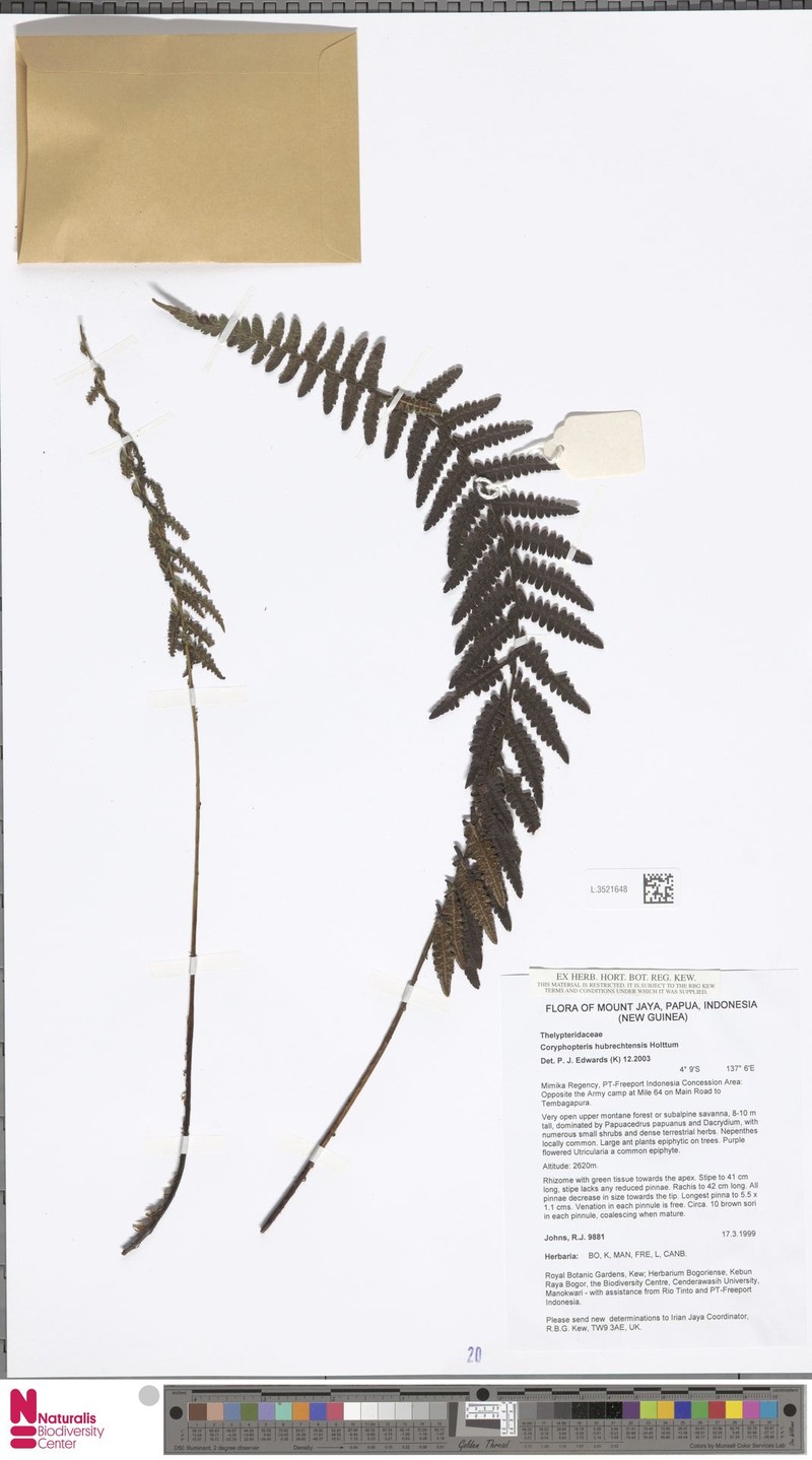 Coryphopteris hubrechtensis