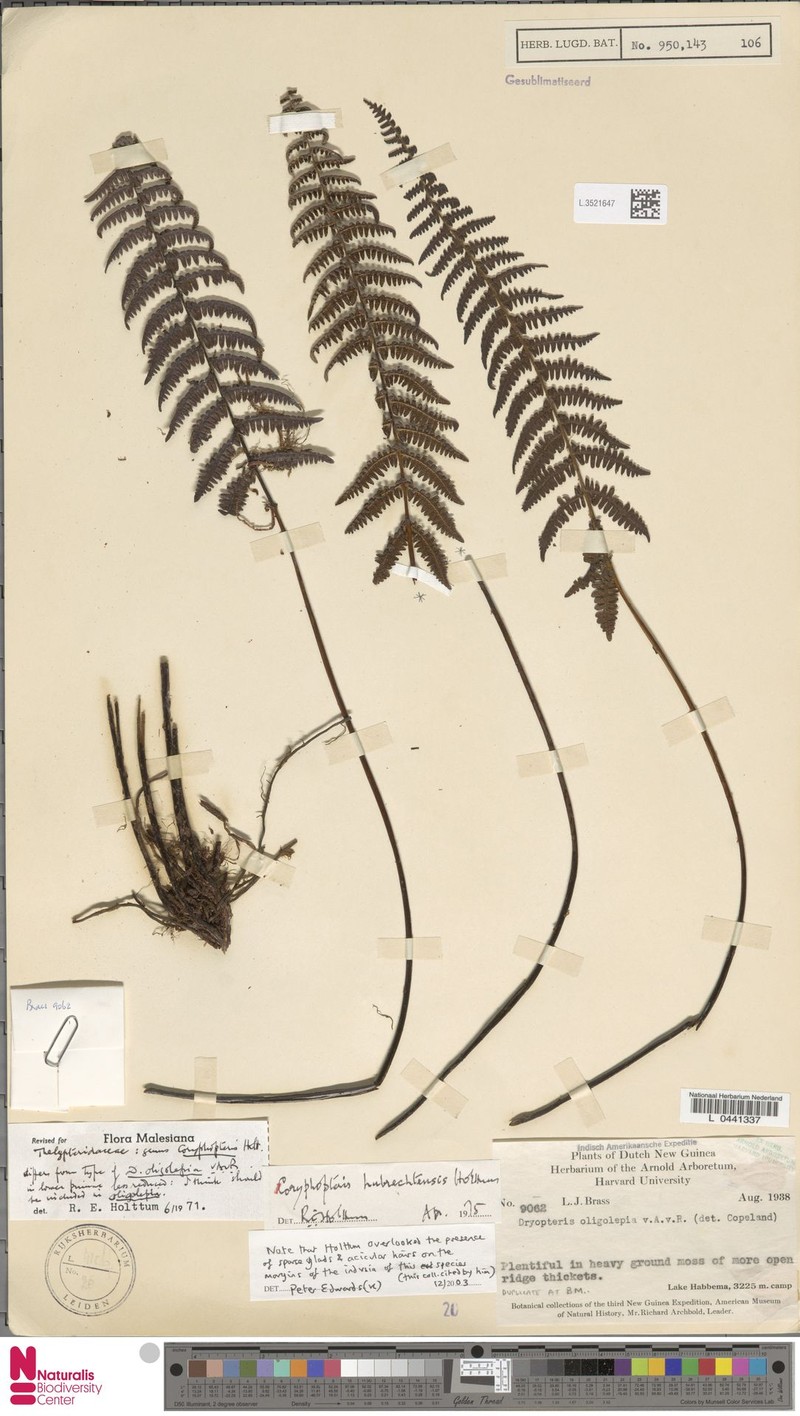 Coryphopteris hubrechtensis photo 2