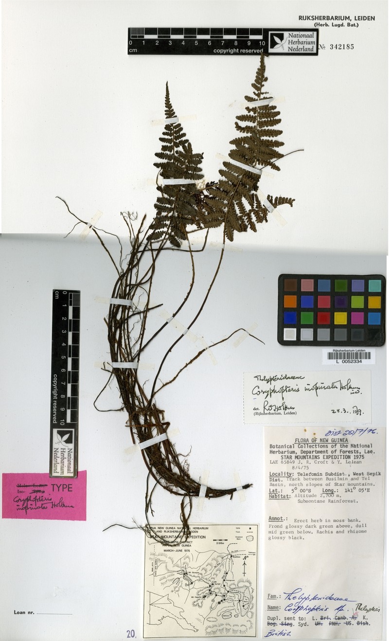Coryphopteris inopinata