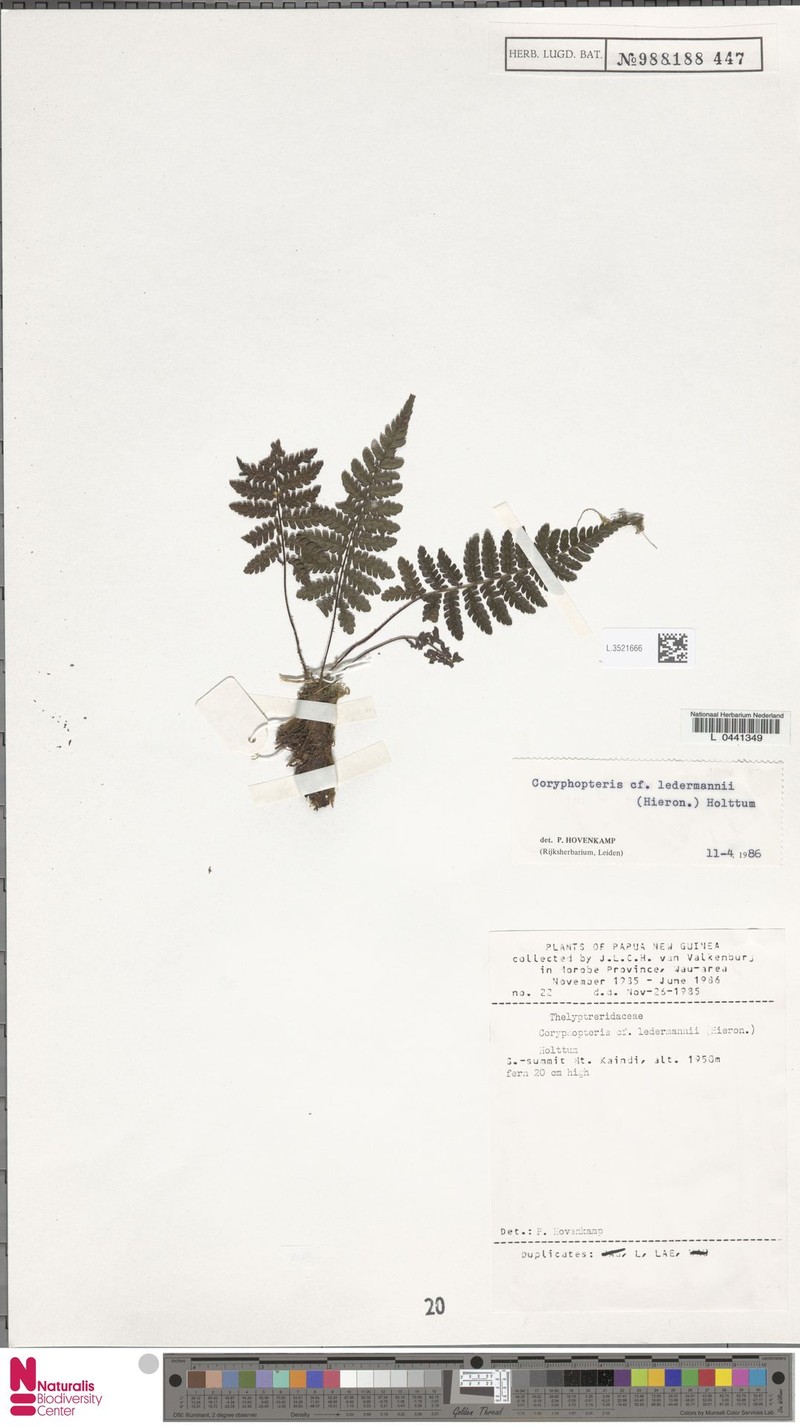 Coryphopteris ledermannii