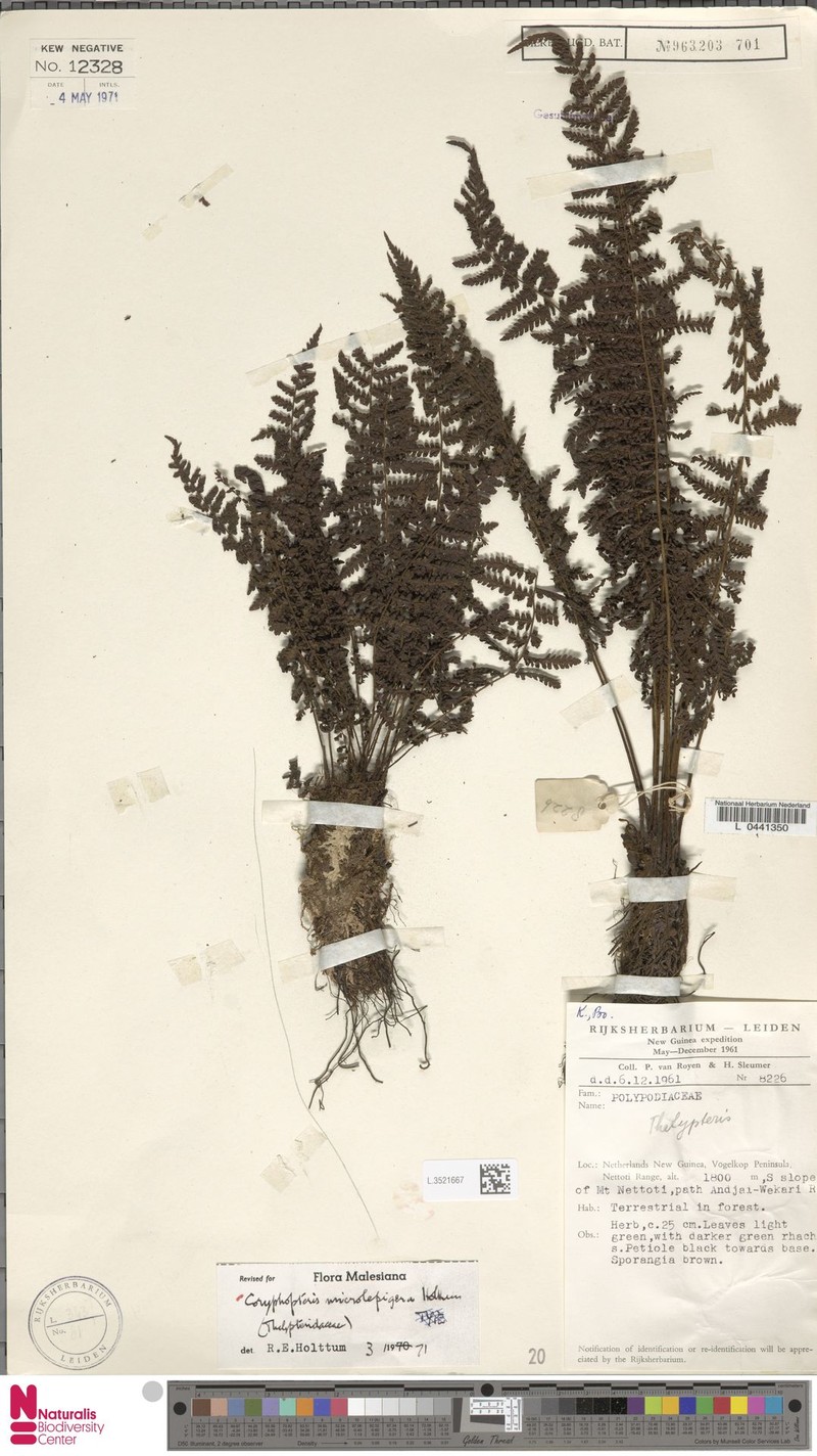 Coryphopteris microlepigera