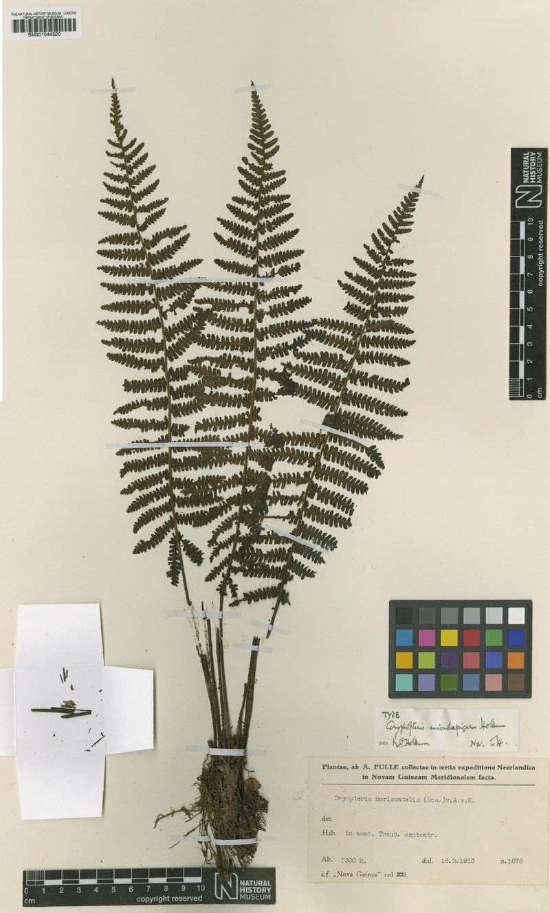 Coryphopteris microlepigera photo 2